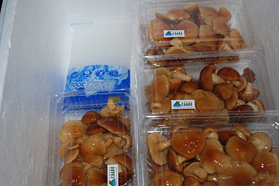 原木ナメコを収穫してきて、直売所に出品するために9パック作りました。