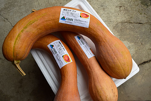 鶴首カボチャの出品
