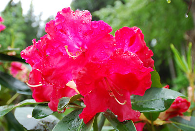 ウチのシャクナゲの花は見事です。