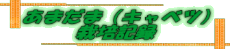 あまだま(キャベツ) 栽培記録