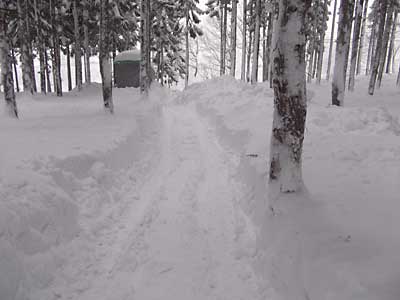 その後、杉林の中に道付けをしました。