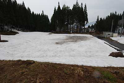 ワラビの増殖用の畑は、まだ雪の下です。