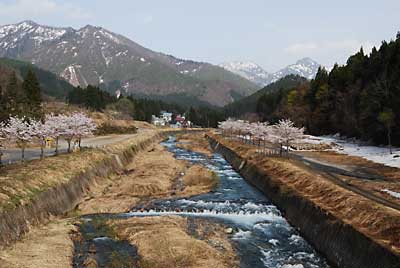 湯沢の桜が満開になりました。