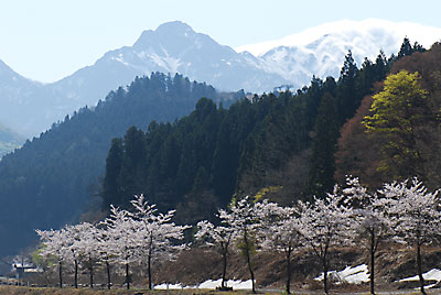 畑ワサビの苗を購入に長野へ行ってきました。