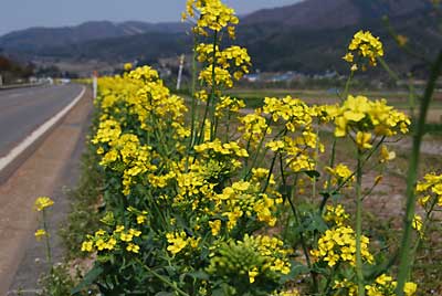 長野では菜の花がきれいでしたが、もう終わりのようです。