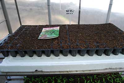 「茶豆里心」を２粒ずつ１２８穴に植えました。