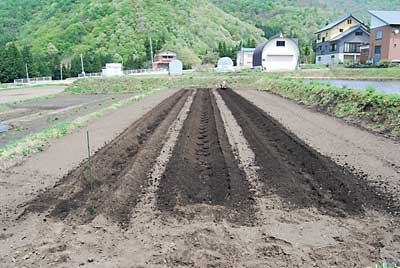 畝立て完了です。