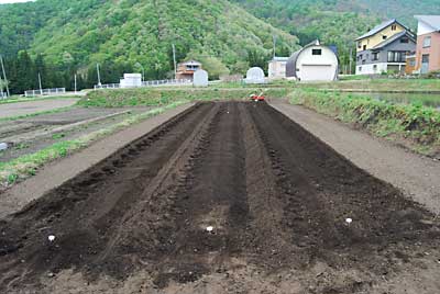 ジャガイモ植え付け、完了しました。
