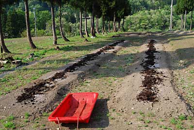 ホワイトスイートコーンを植える畑の準備です。