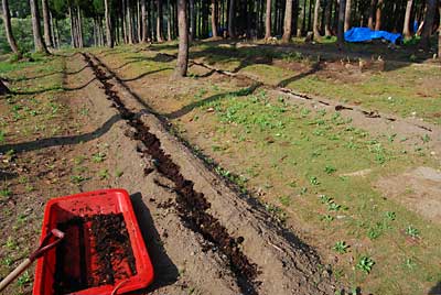 こちらの畑には、神楽なんばんを植える予定です。