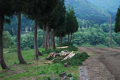 何とか伐採が終わりました。