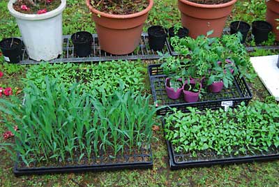 野菜の苗たちが、畑の準備を今か今かと待っています。