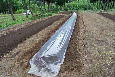 透明のマルチ（ビニール）を被せます。