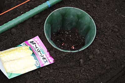 こちらも「穴底植え＋マルチ方式」で植えました。