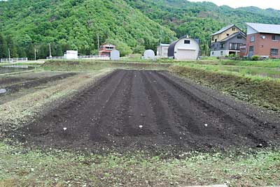 午前中、あちらこちらを雑草を刈り取りました。