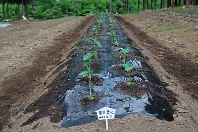 今年も定番の「茶豆里心」を８０本、定植しました