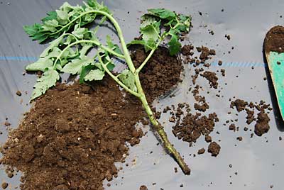 作業中に幸か不幸か１本だけ茎を折ってしまいました。