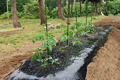 折れたトマトも含め、とりあえず５本植えました。