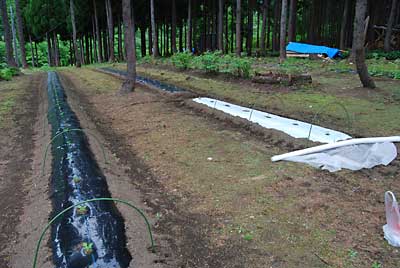 朝イチで「神楽なんばん」畑に不織布をかけてきました。