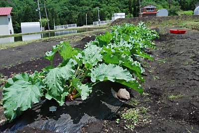ルバーブが超元気に育っています。