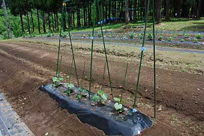 キュウリも５本定植しました。