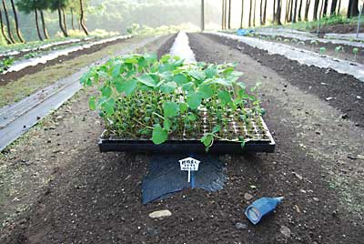 第二弾の枝豆の「越後美人」を定植しました。