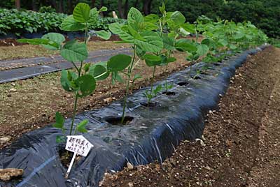 朝イチで枝豆「越後美人」の虫取りと草取りをしました。