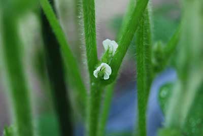 ようやく枝豆の花が咲き始めました。