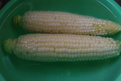 ５分蒸かしたら塩水に浸けます。