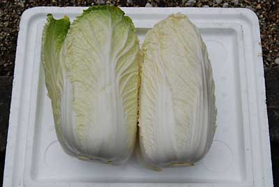 白菜は、外側の葉を取り除くとおいしそうになりました。