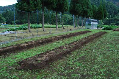 あまだまキャベツを植えるための畑のトウモロコシの幹をようやく、かたづけました。