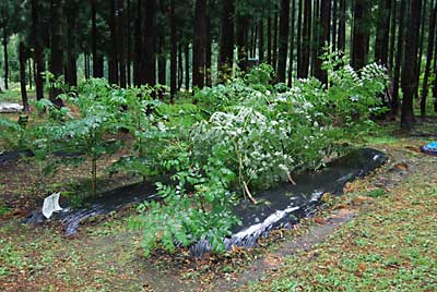 ２年目のタラの木は、強風で倒れてしまいました。