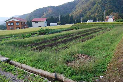 草刈前です。