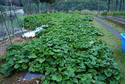 ネットの中のサツマイモの葉が凄いことになって来ました。