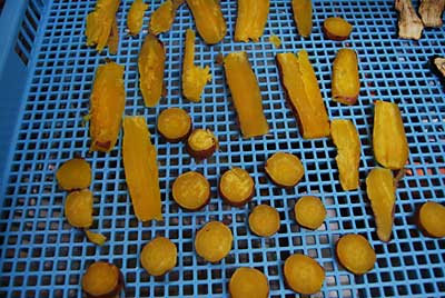 失敗した「安納３号」をリベンジで蒸かしなおして乾燥機に入れました。
