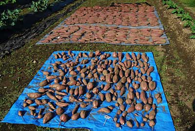 天日干ししてから、保存します