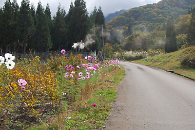 道路脇のコスモスが今ごろ満開になってきました。