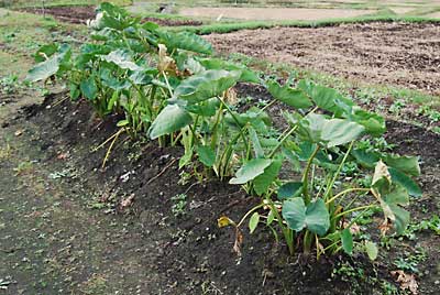 土垂れ芋です。