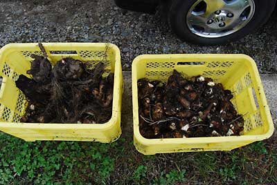 里芋、自然薯そしてコンニャク芋も収穫しました。