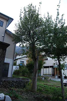 梨の木の枝落としに行って来ました。