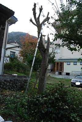 無事、枝落しが完了しました。