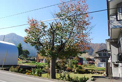 今日もご依頼されていた桜の枝落としと片付けをすることにしました。