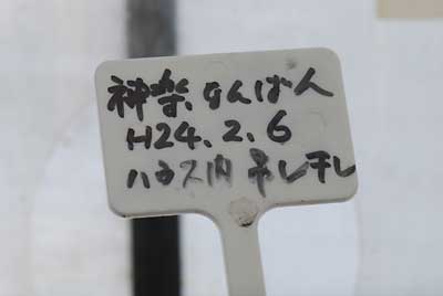 ２月６日に種まきしたのですが、なかなか芽が出てくれなくて半ばあきらめていました。