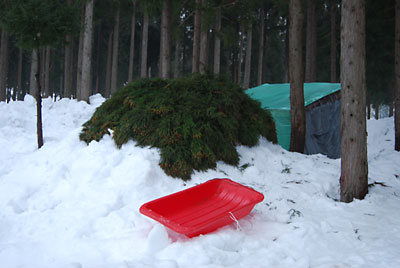 明日はまた雪になるというので、頑張って暗くなる前に杉の葉を敷きつめました。