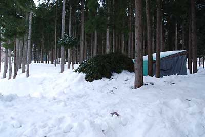 先日、雪室には杉の葉っぱをかけておきました。