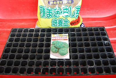 今日は、先日購入した神楽なんばんの種まきをしました。
