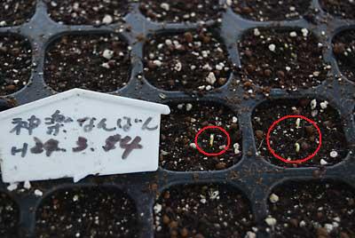 ３月１４日に種まきした自家採りの種が早くも発芽しました。