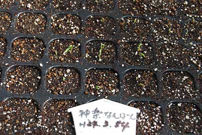 ３月１４日に種まきした神楽なんばんが発芽してきました。
