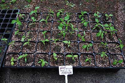 神楽なんばんの苗のうち大きめな苗を１／３だけ移植しました。