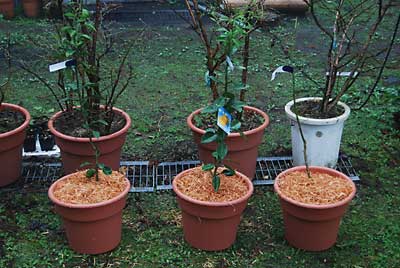 何とか１０号の鉢に植え替え、完了しました。